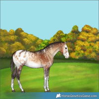 Horse Color:Brown Onyx Splash Appaloosa Rabicano and Brown Onyx Splash Frame Appaloosa Rabicano