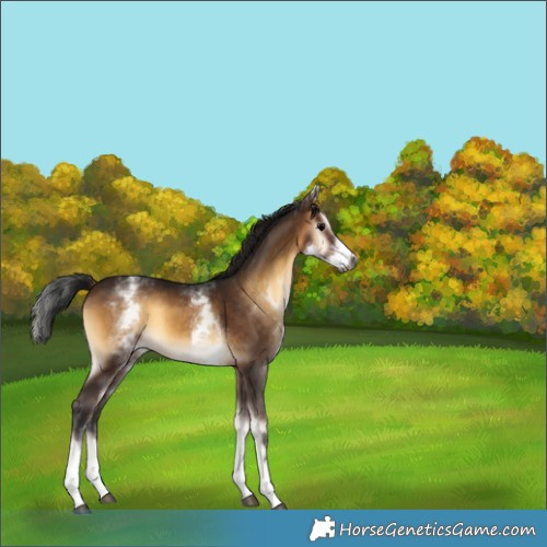Horse Color:Gray White Spotted Brown Onyx Rabicano 