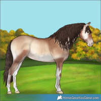 Horse Color:Amber Champagne Onyx Rabicano