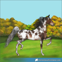 Horse Color:White Spotted Liver Chestnut 