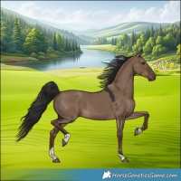 Horse Color:Liver Red Dun Tobiano 