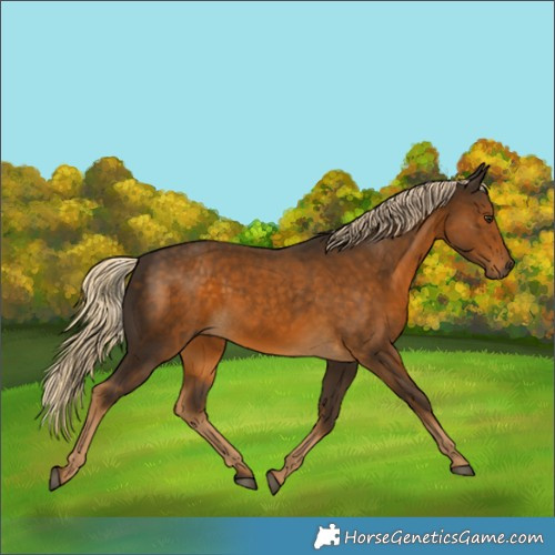 Horse Color:White Spotted Chocolate Palomino 