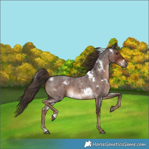 Horse Color:White Spotted Liver Red Roan 