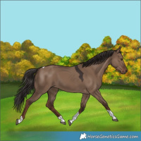 Horse Color:Liver Red Dun Tobiano 