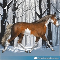 Horse Color:White Spotted Chocolate Palomino 