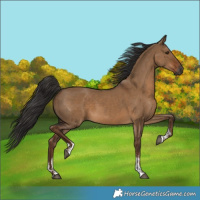 Horse Color:Gray Liver Red Dun Sabino