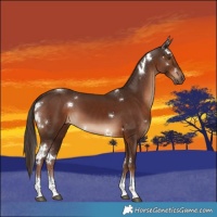 Horse Color:White Spotted Liver Chestnut Tobiano 