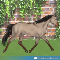 Horse Color:White Spotted Liver Red Dun Rabicano 