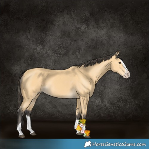 Horse Color:Buckskin Splash 