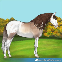 Horse Color:Amber Champagne Onyx Splash Blanket 