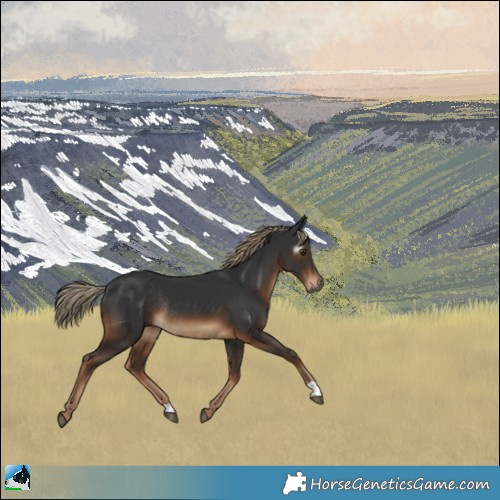 Horse Color:Gray Liver Chestnut Rabicano 