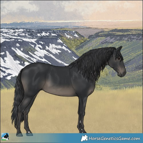 Horse Color:Black Rabicano