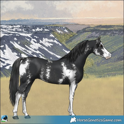 Horse Color:Black Sabino Rabicano