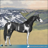 Horse Color:Black Sabino Rabicano 