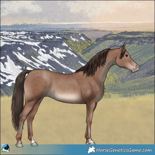 Horse Color:Classic Champagne Rabicano