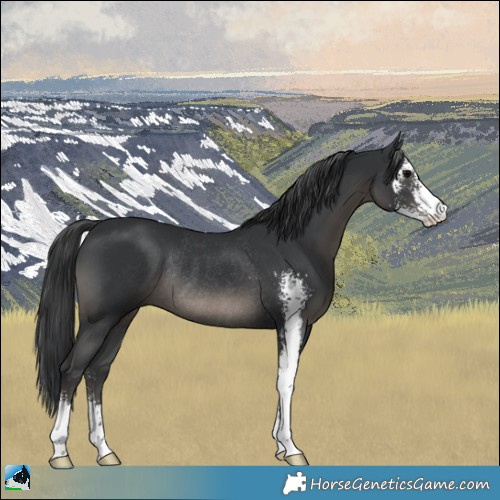 Horse Color:Black Sabino Rabicano 