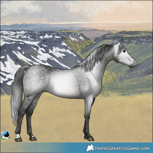Horse Color:Gray Black Rabicano 