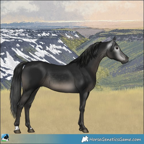 Horse Color:Gray Black Rabicano
