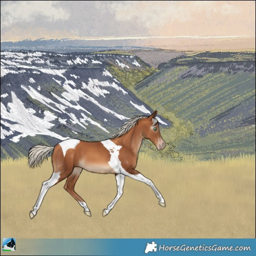 Horse Color:Gray Gold Champagne Mushroom Tobiano 
