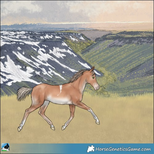 Horse Color:Gold Champagne Tobiano Rabicano 