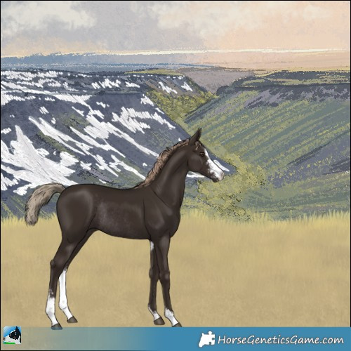 Horse Color:Liver Chestnut Sabino Rabicano 