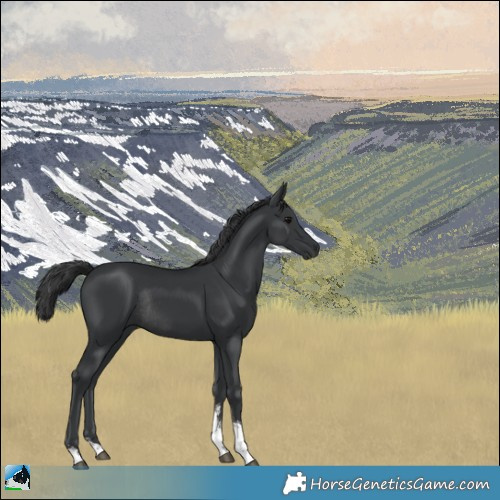 Horse Color:Black Sabino Rabicano 