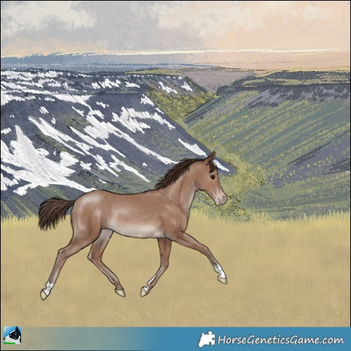 Horse Color:Classic Champagne Rabicano 