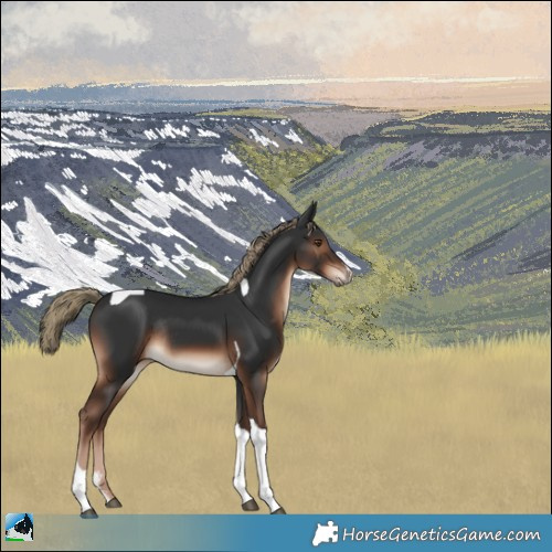 Horse Color:Liver Chestnut Sabino Tobiano Rabicano 