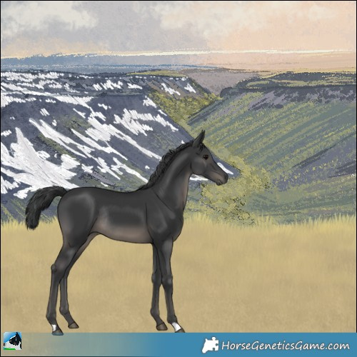 Horse Color:Black Rabicano 