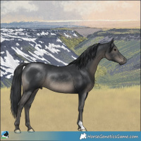 Horse Color:Black Mushroom Rabicano 