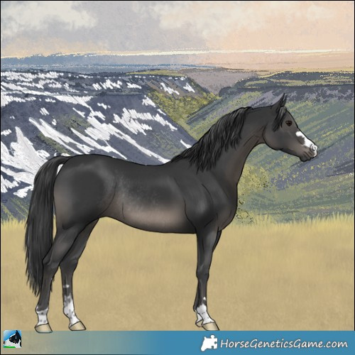 Horse Color:Black Mushroom Rabicano 