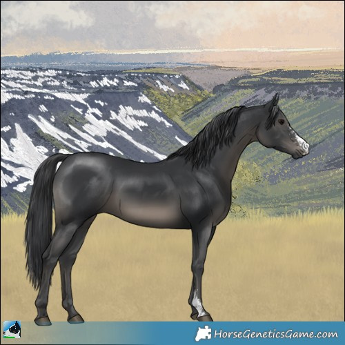Horse Color:Black Sabino Rabicano 