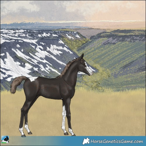 Horse Color:Liver Chestnut Sabino Tobiano Rabicano 