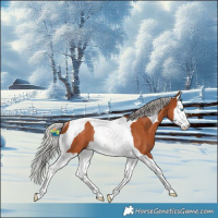 Horse Color:Silver Bay Splash Tobiano Rabicano