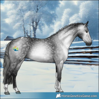 Horse Color:Gray Black Tobiano 