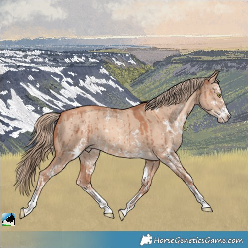 Horse Color:Gold Champagne Dun Sabino Brindle 