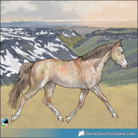 Horse Color:Gold Champagne Dun Sabino Brindle