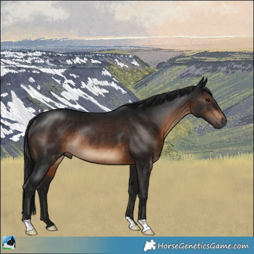 Horse Color:Gray Brown Mushroom Rabicano 