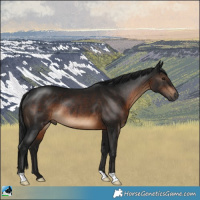 Horse Color:Gray Brown Mushroom Rabicano 