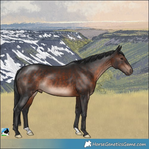 Horse Color:Brown Mushroom Rabicano 