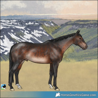 Horse Color:Brown Mushroom Rabicano