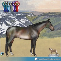 Horse Color:Brown Mushroom Rabicano 