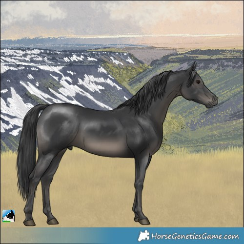 Horse Color:Black Mushroom Rabicano 