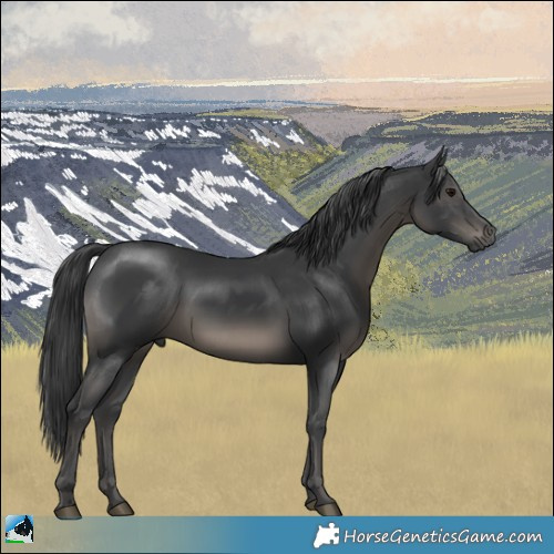 Horse Color:Black Mushroom Rabicano 