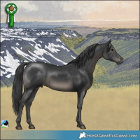 Horse Color:Black Mushroom Rabicano 