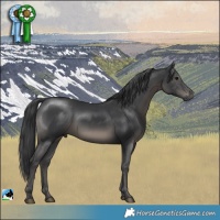 Horse Color:Black Mushroom Rabicano