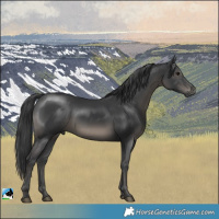 Horse Color:Black Mushroom Rabicano 