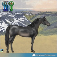 Horse Color:Black Mushroom Rabicano 