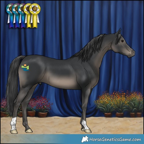 Horse Color:Black 