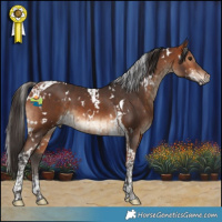 Horse Color:White Spotted Bay and White Spotted Bay Tobiano